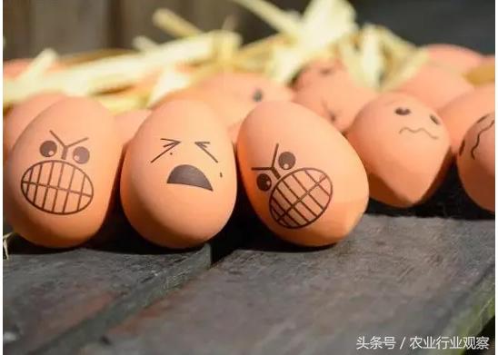 鸡蛋养殖户赔钱,鸡蛋养殖亏本吗