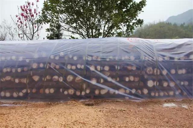 鍥涘窛閫氭睙绗竴缇庝汉,閫氭睙绗竴缇庝汉鏄皝