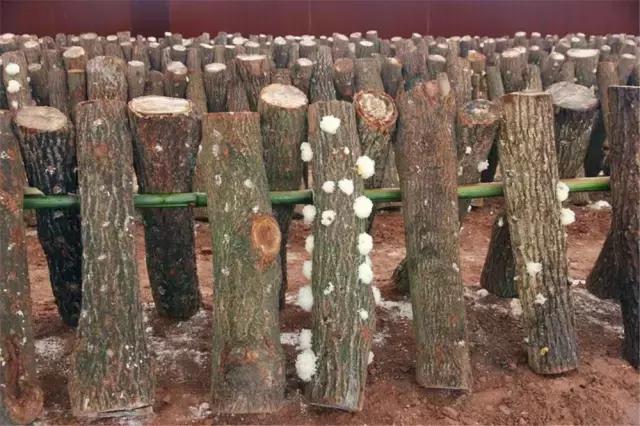 鍥涘窛閫氭睙绗竴缇庝汉,閫氭睙绗竴缇庝汉鏄皝