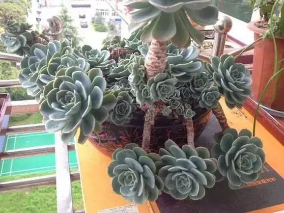 高价多肉老桩也能造假，1年当5年卖！