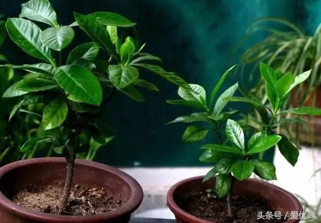 栀子花叶子发黄干枯是怎么回事,栀子花移栽后叶子蔫发黄怎么办