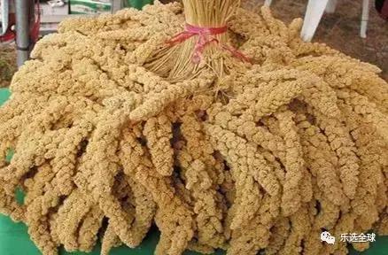 小米的功效与作用小米的营养价值,小米和黄小米的营养区别