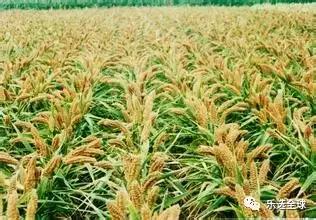 小米的功效与作用小米的营养价值,小米和黄小米的营养区别