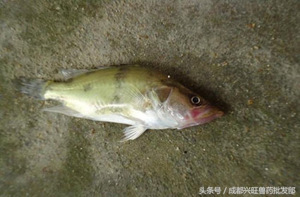 鱼类应激怎么解决,应激反应的鱼会有哪些症状