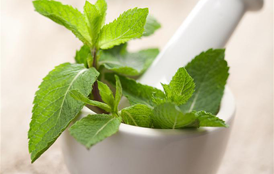 小小的薄荷用好了,胜过灵丹妙药,就看你会不会用了!