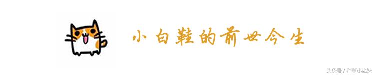 小个子白鞋推荐品牌,春夏小白鞋排行榜第一名