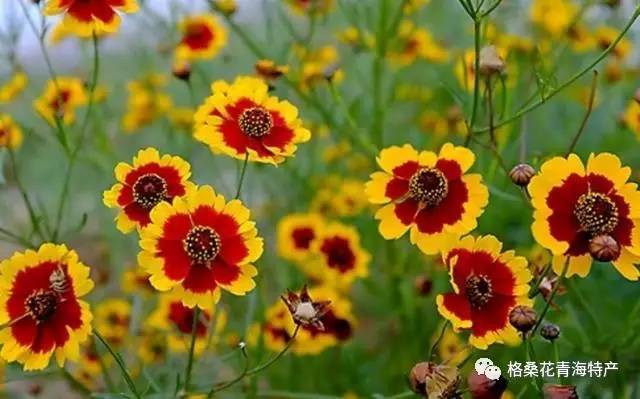 真正的天山昆仑雪菊哪里买,天山昆仑雪菊低血糖的人能喝不