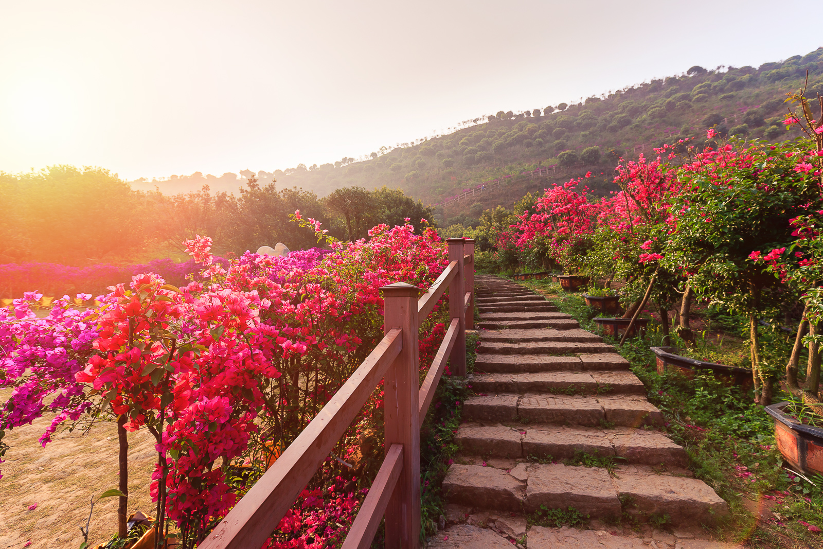 杨梅小镇简介,杨梅小镇的杨梅几月成熟