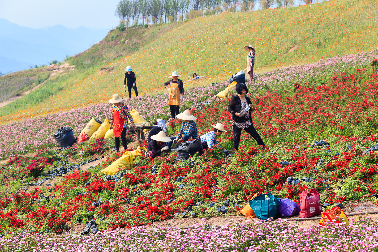 杨梅小镇简介,杨梅小镇的杨梅几月成熟