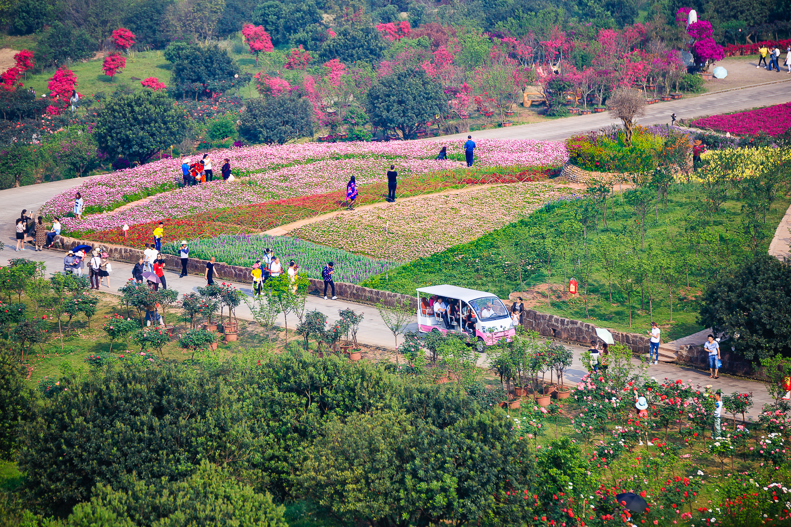 杨梅小镇简介,杨梅小镇的杨梅几月成熟