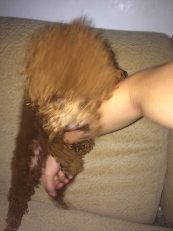 母狗突然狂躁是什么原因,我家的母狗过于活泼怎么办