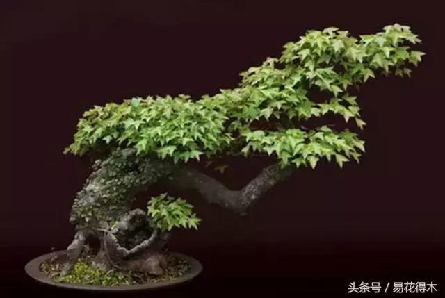 唐枫鸡爪槭红枫三角枫区别,鸡爪槭和红枫还有三角枫