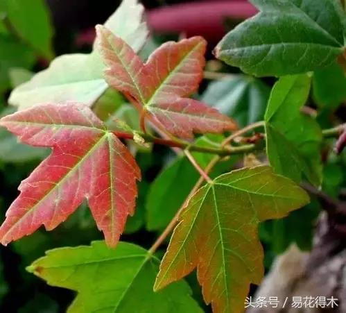 唐枫鸡爪槭红枫三角枫区别,鸡爪槭和红枫还有三角枫