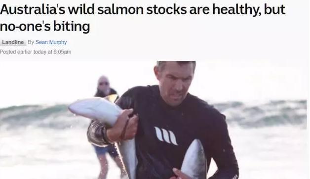 澳洲三文鱼泛滥原因,澳洲三文鱼泛滥没人吃