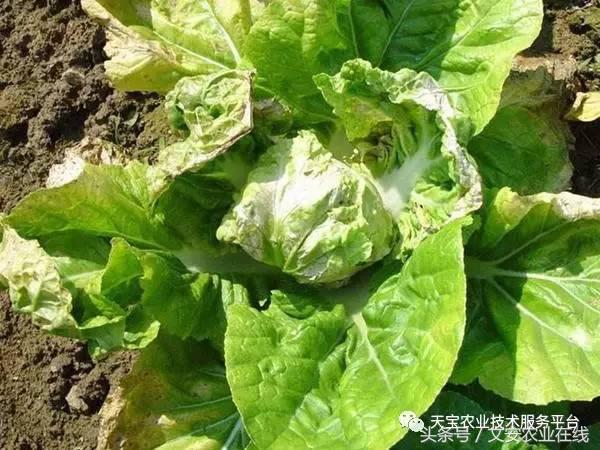 防治大豆病毒病的药剂有哪些,最新病毒病防治药剂