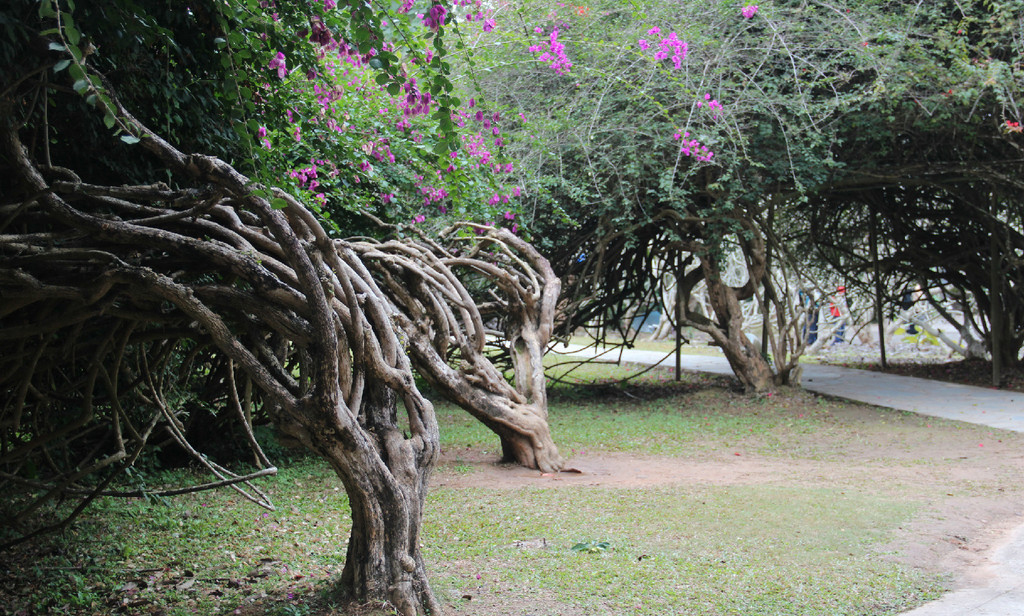 西双版纳绿色美景视频,云南西双版纳美景高清图片
