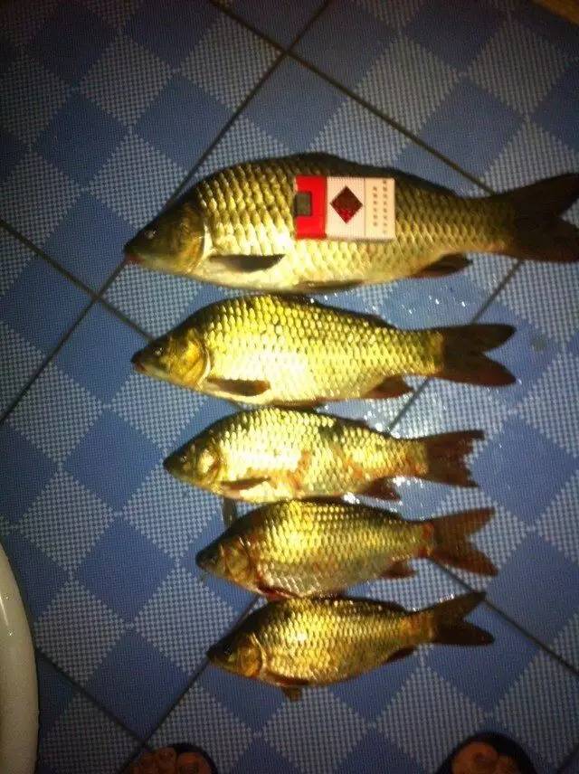 鲢鳙钓法视频,鲤鱼钓法技巧