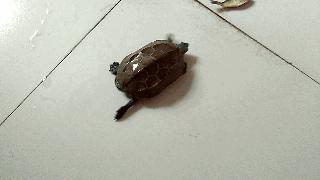 给大家科普下中华草龟,我国分布最广的乌龟中华草龟