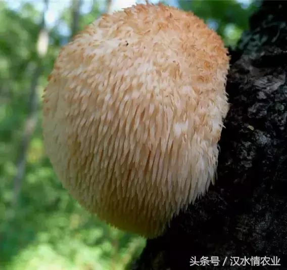 安康必吃的美食排行榜,安康最正宗的食物