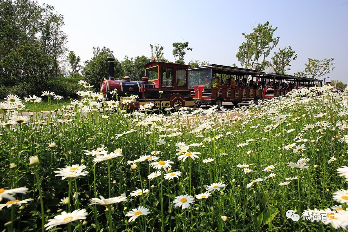 三台山五月盛开的花,5月宿迁三台山开什么花