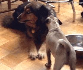 别人家狗尿我身上有什么说法,兽医谈狗尿