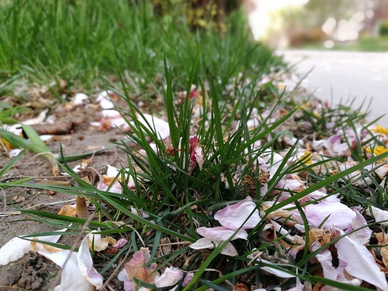 小辣椒a19手机,小辣椒双摄手机怎么样