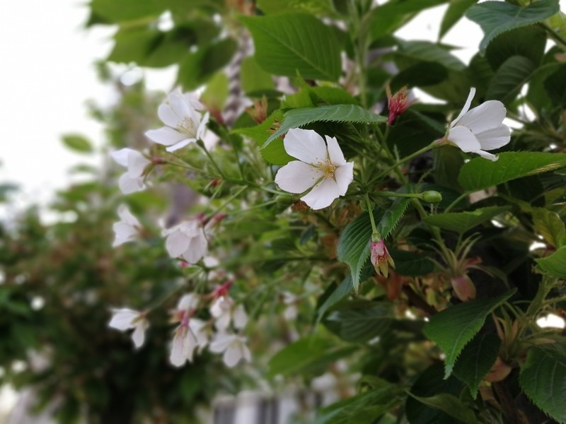 小辣椒a19手机,小辣椒双摄手机怎么样