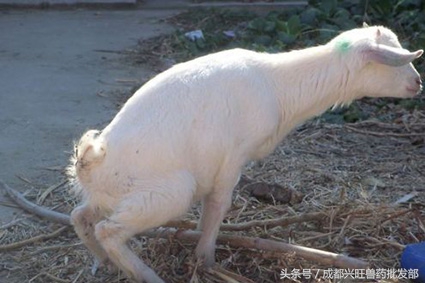 羊尿不出,考虑是否是尿结石,以及如何预防