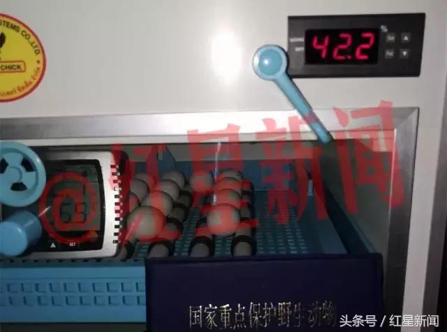 养鹦鹉被判刑的有多少,卖鸟被判10年