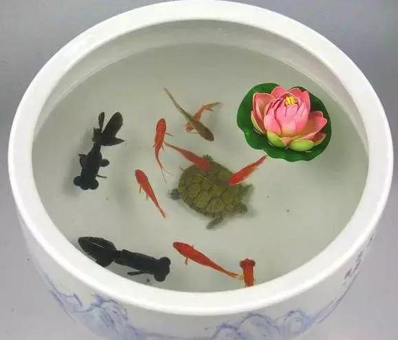 鱼缸对门风水禁忌大全图,鱼缸对门风水禁忌大全