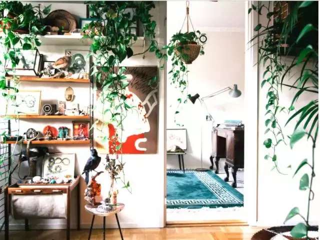 绿萝死了怎么让它活过来,绿萝花怎么养才不会死