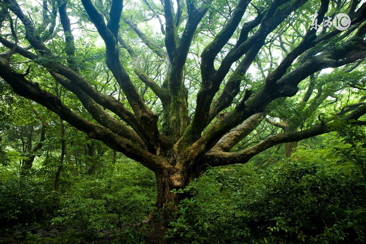 今昔已非昨日意思,今昔亦非昨
