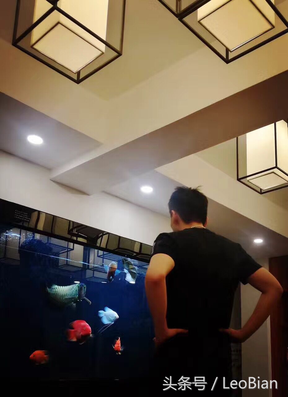 古典过背金龙鱼价值,过背金龙鱼怎么看