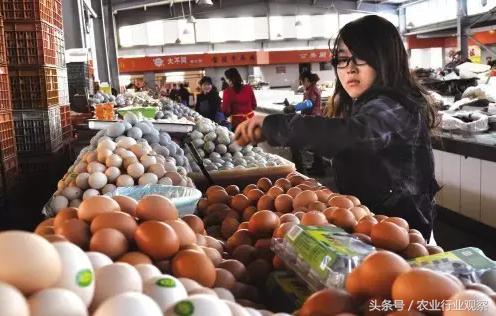 鸡蛋养殖户赔钱,鸡蛋养殖亏本吗