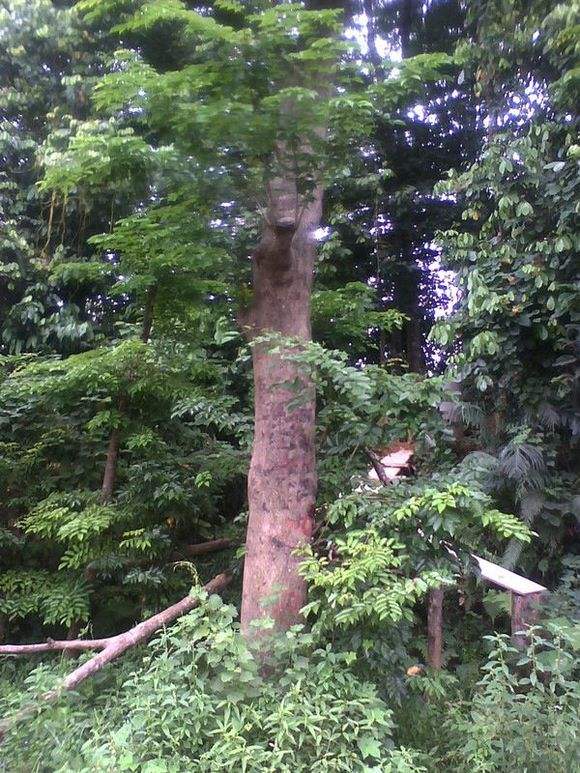 越南黄花梨拉丁文,越南黄花梨知识大全