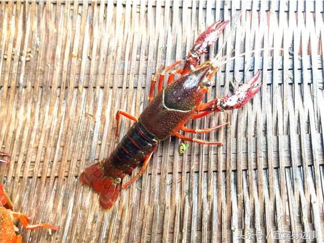 小龙虾基地钓龙虾,瑶海野钓龙虾的最佳地点