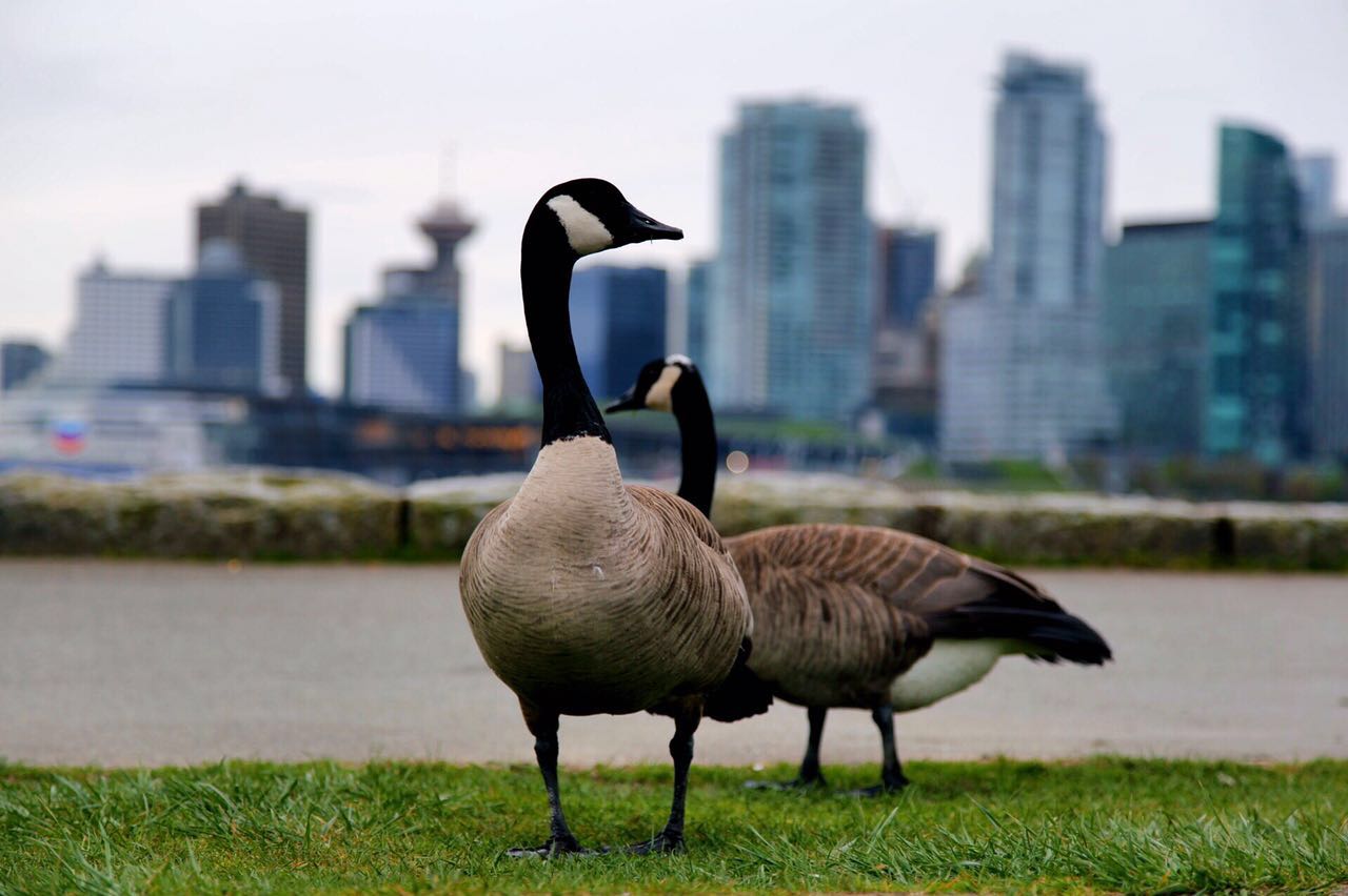七十迈分享—14天玩儿转加拿大枫叶之国自驾游之旅（二）