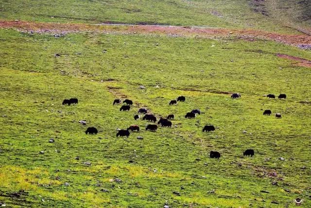 成都夹金山环线,成都夹金山骑行视频