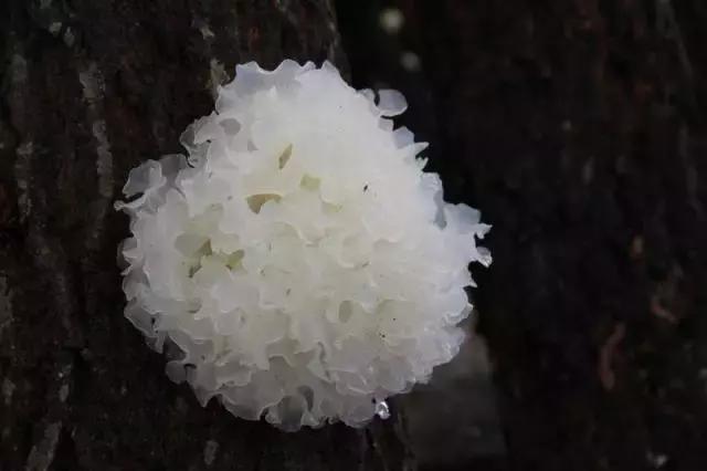 鍥涘窛閫氭睙绗竴缇庝汉,閫氭睙绗竴缇庝汉鏄皝