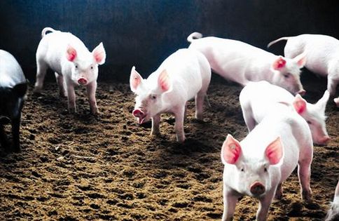 猪低温不食的治疗方法有哪些,猪低烧怎么治疗