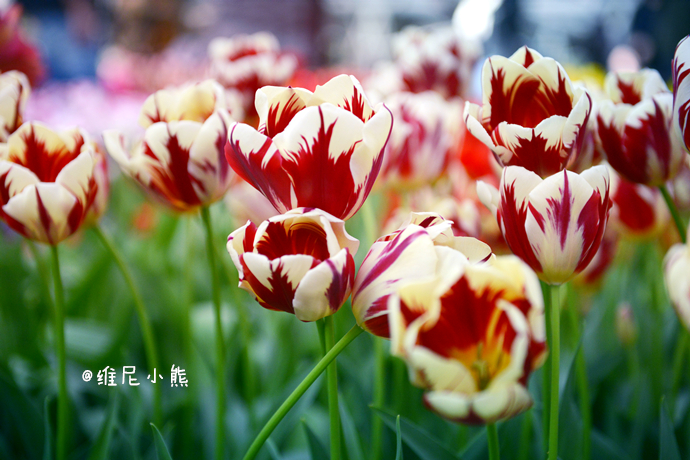 乘着邮轮奢华浪漫游欧洲四国