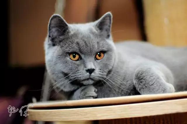 沈阳十大必吃美食推荐餐厅有哪些,沈阳美食推荐餐厅