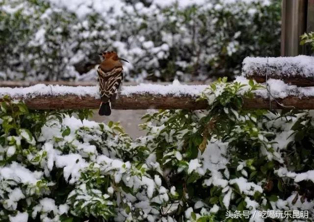 再见了龙狮城,再见了八年级