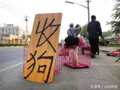 狗贩常用骗术和购犬须知,狗贩子买狗注意事项