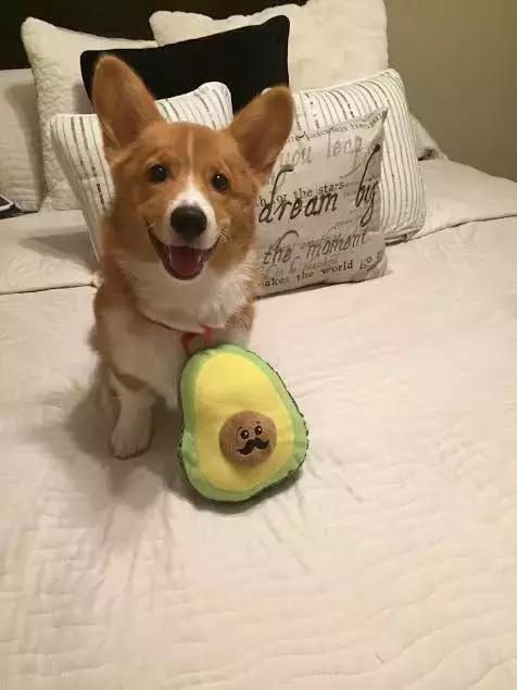 狗狗绝对不能吃的有哪些东西,宠物狗狗不能吃哪些东西