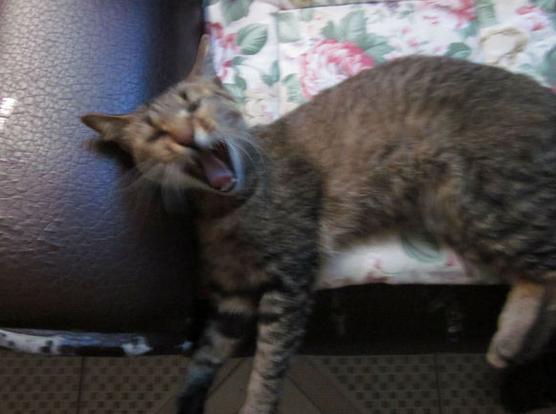 喵星人从天而降,喵星人被吓从天而降