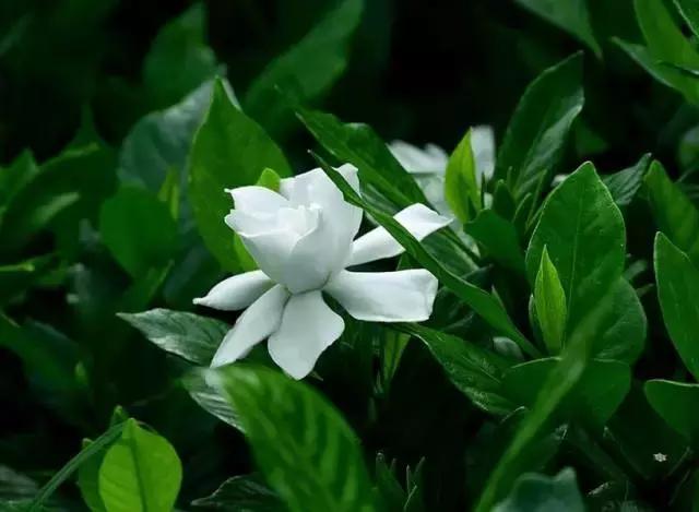 5鏈堜唤鎵︽彃浣曟椂鍙互涓婄泦,澶忓ぉ鎵︽彃鐨勬柟娉曞拰娉ㄦ剰浜嬮」