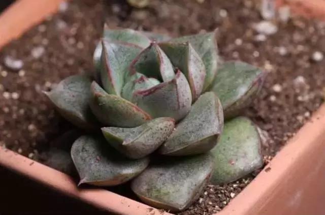 5鏈堜唤鎵︽彃浣曟椂鍙互涓婄泦,澶忓ぉ鎵︽彃鐨勬柟娉曞拰娉ㄦ剰浜嬮」