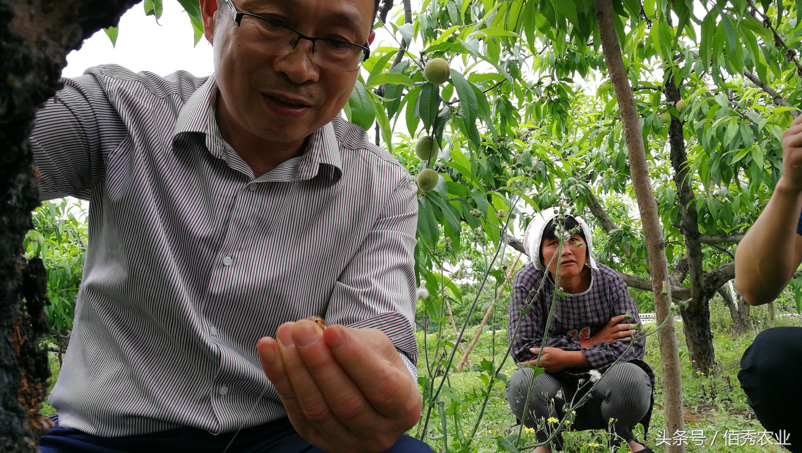 桃树流血,农民流泪,有人却笑了!