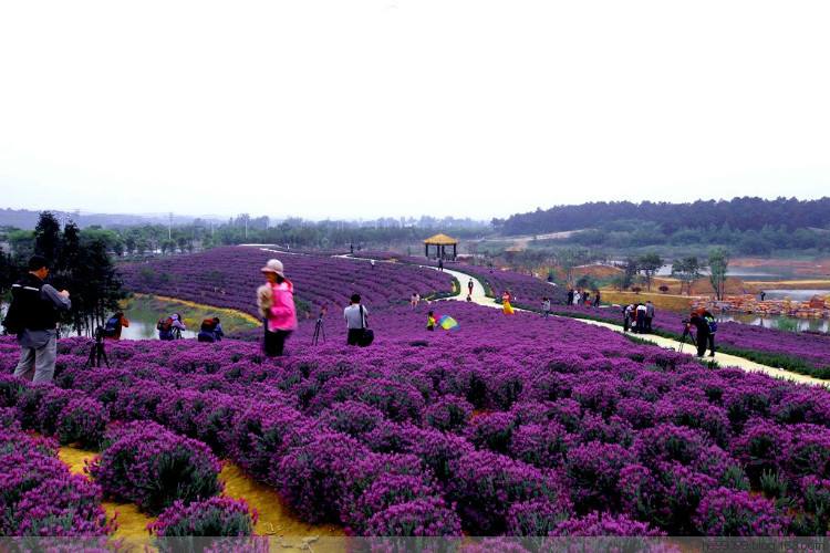 国内薰衣草旅游景点排名前十名,看国内薰衣草去哪里最美